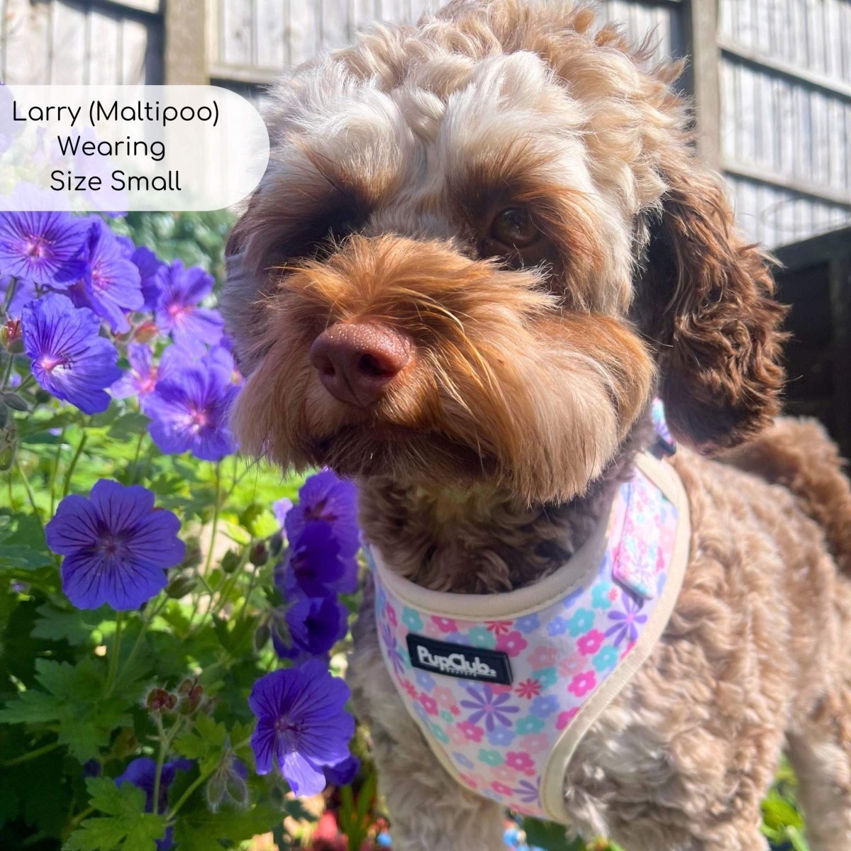 Adjustable Harness - Pretty Petals - mezetto PupClub Couture PupClub Couture