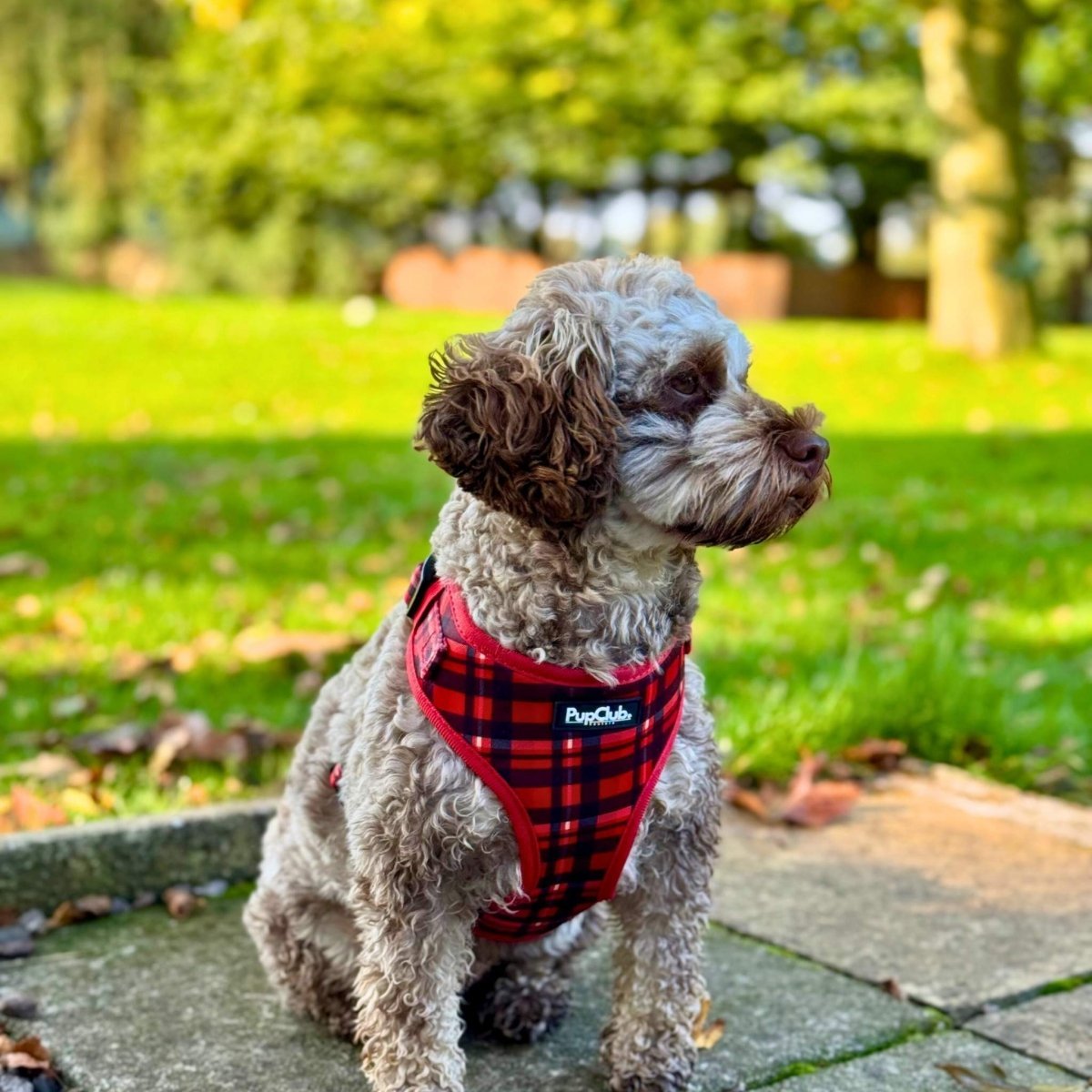 Adjustable Harness - Red Tartan - mezetto PupClub Couture PupClub Couture