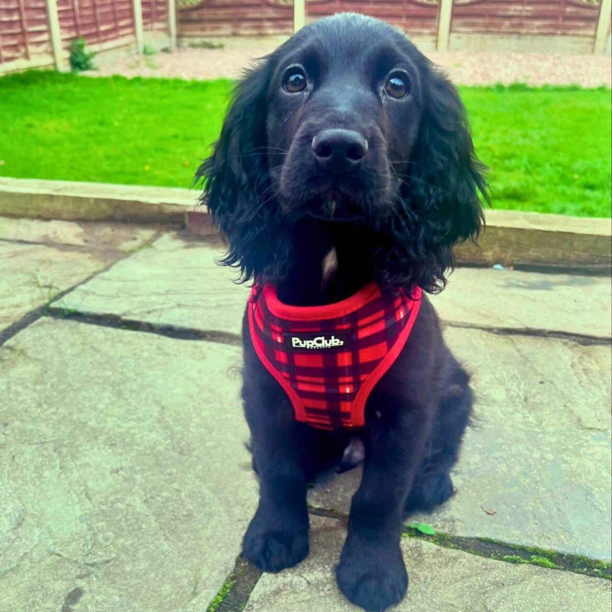 Adjustable Harness - Red Tartan - mezetto PupClub Couture PupClub Couture