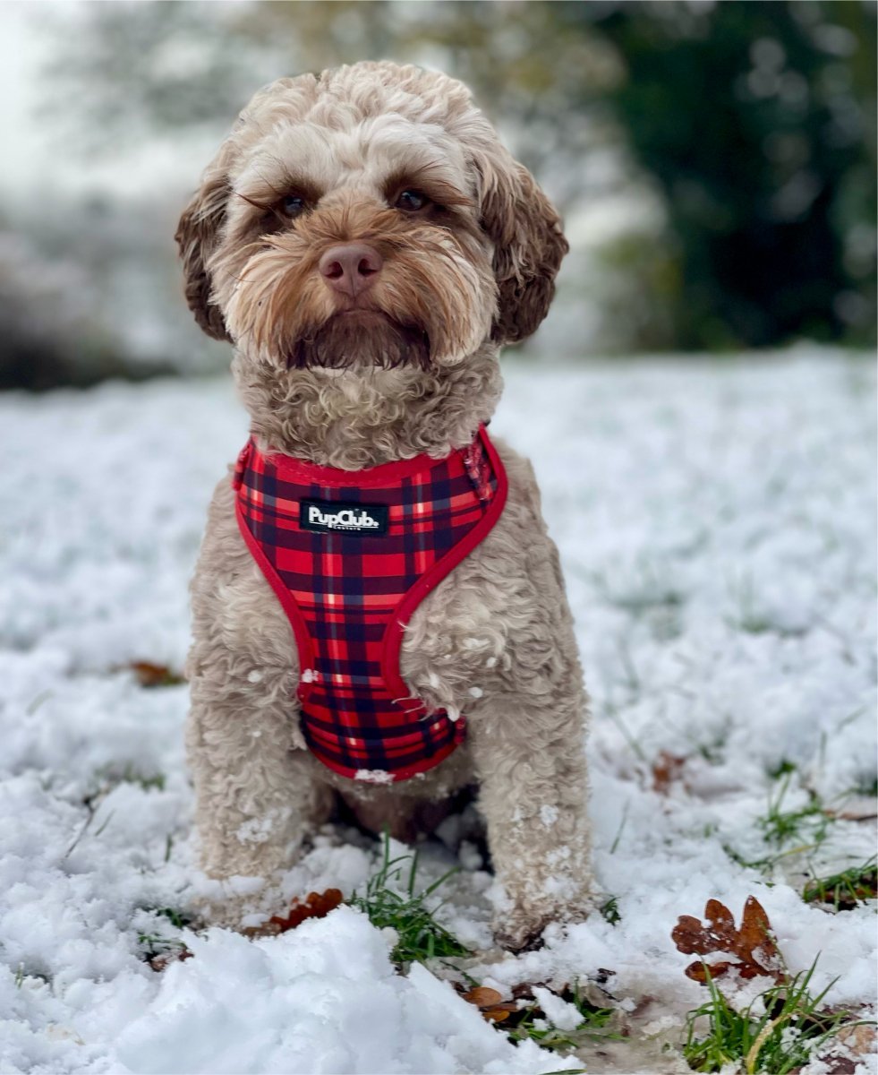 Adjustable Harness - Red Tartan - mezetto PupClub Couture PupClub Couture