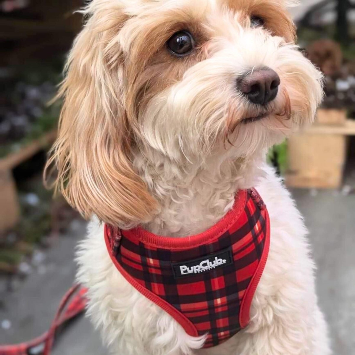 Adjustable Harness - Red Tartan - mezetto PupClub Couture PupClub Couture