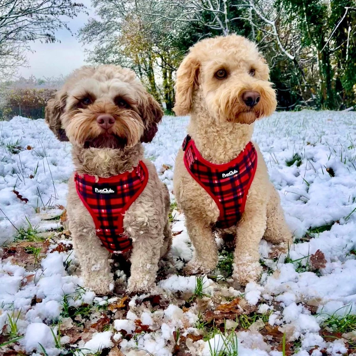 Adjustable Harness - Red Tartan - mezetto PupClub Couture PupClub Couture