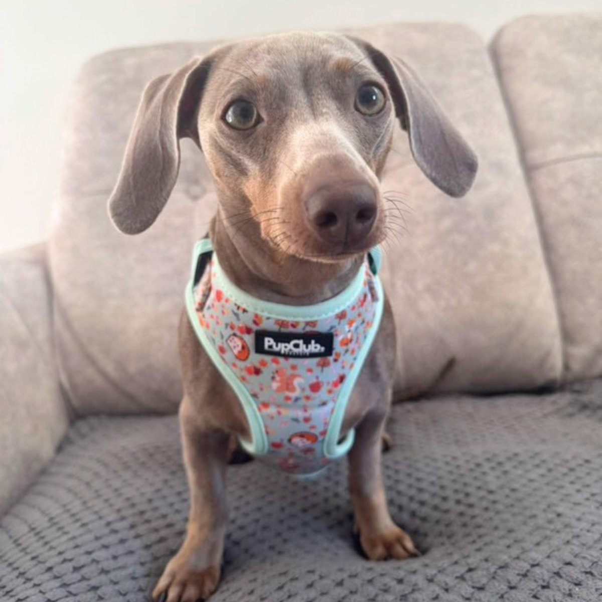 Adjustable Harness - Woodland Friends - mezetto PupClub Couture PupClub Couture