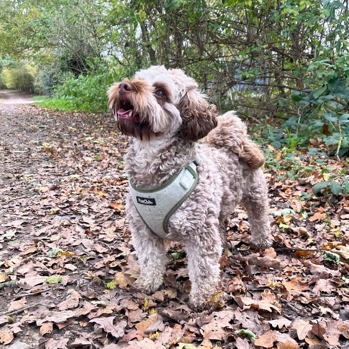 Tweed Adjustable Harness - Sage