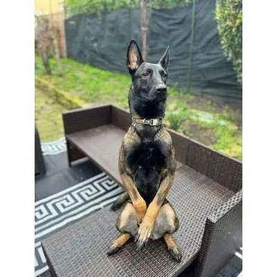 Athena's Personalised Cotton Dog Collar - mezetto