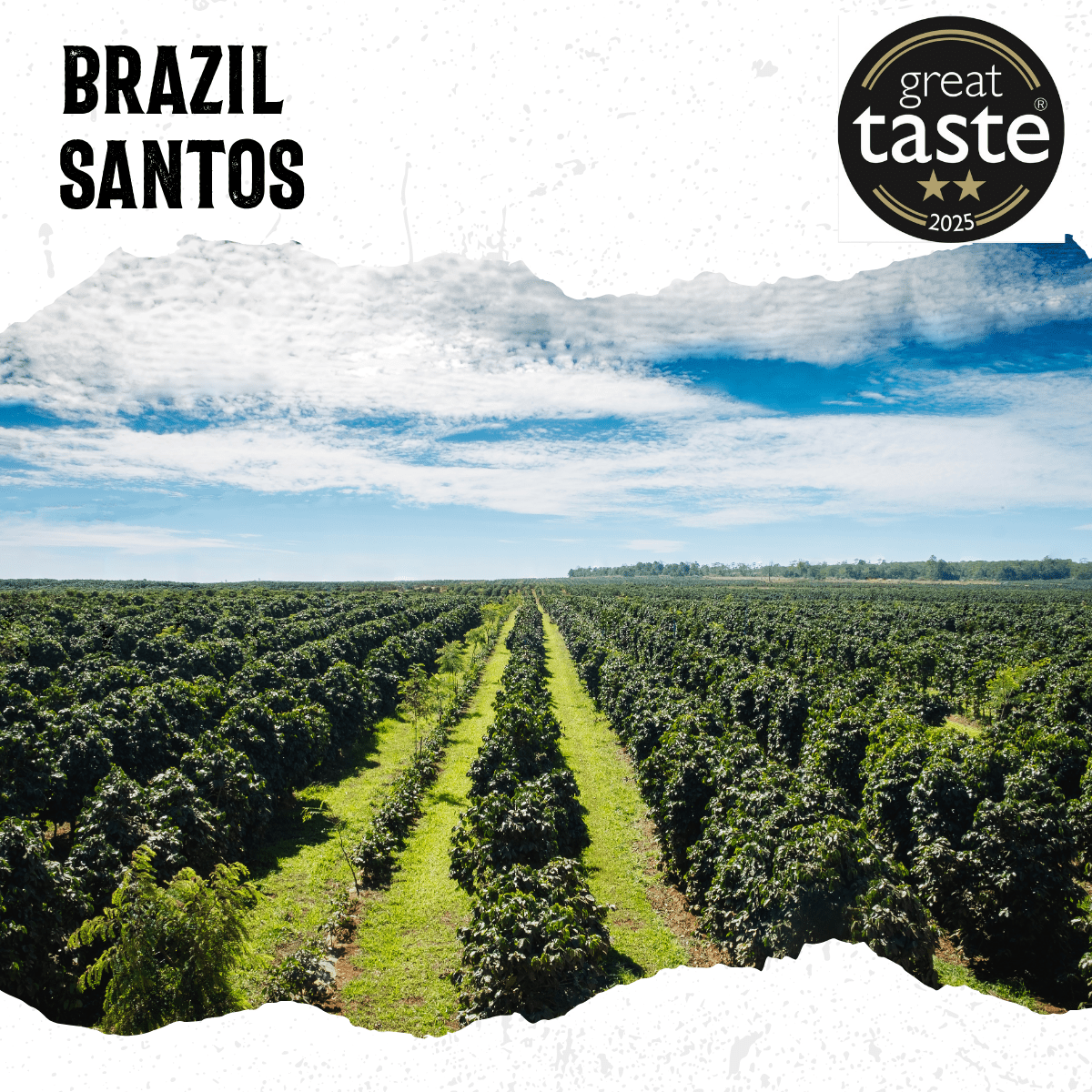 Brazil Santos Medium Roast - mezetto Acorns Coffee & Cake Acorns Coffee & Cake