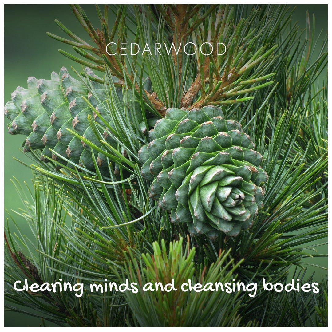 Cedarwood Natural Soap - mezetto Friendly Soap Friendly Soap