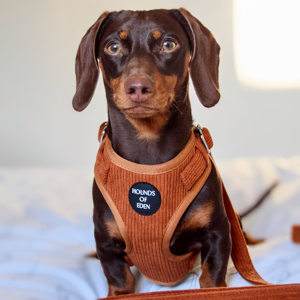 Choca Mocha - Brown Corduroy Harness