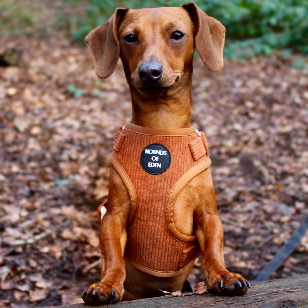 Choca Mocha - Brown Corduroy Harness