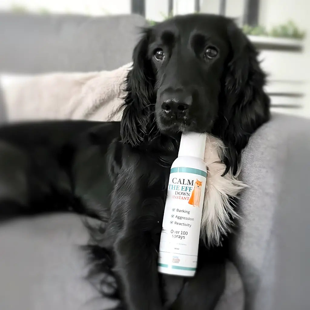 Dog training spray for barking, jumping, aggression, whining