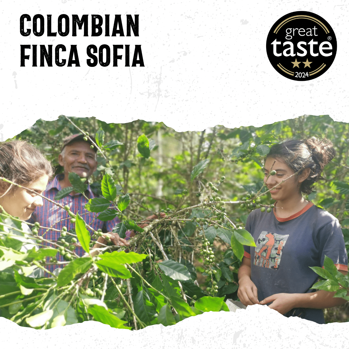 Colombia Finca Sofia - mezetto Acorns Coffee & Cake Acorns Coffee & Cake