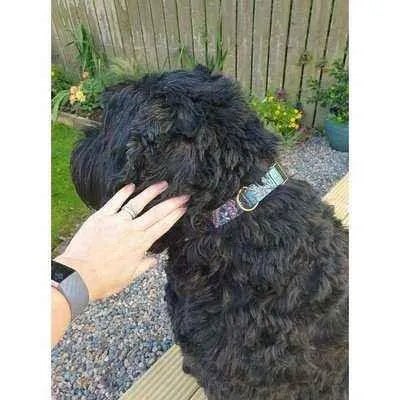 Dapper Doggo Delightful Collar Set-1