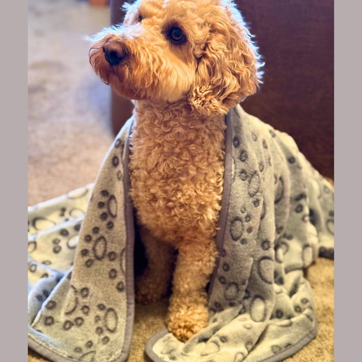 Dog Blanket - Grey Paws - mezetto PupClub Couture PupClub Couture