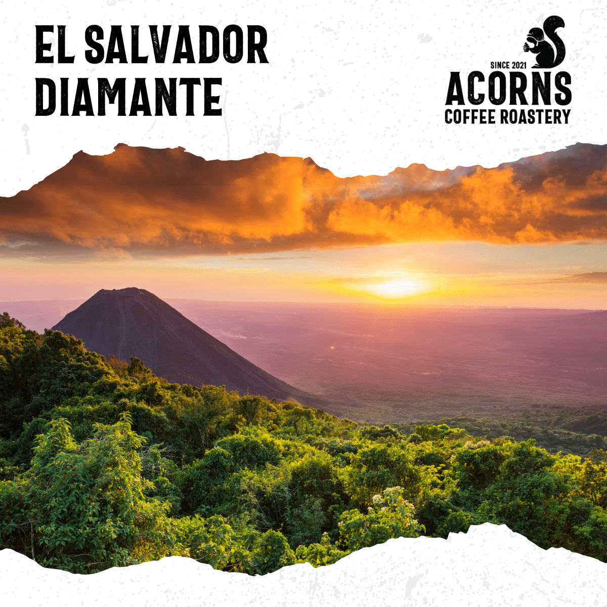 El Salvador Diamante Medium Roast - mezetto Acorns Coffee & Cake Acorns Coffee & Cake