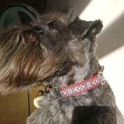 Engraved Charm Cotton Dog Collar by No.29s - mezetto