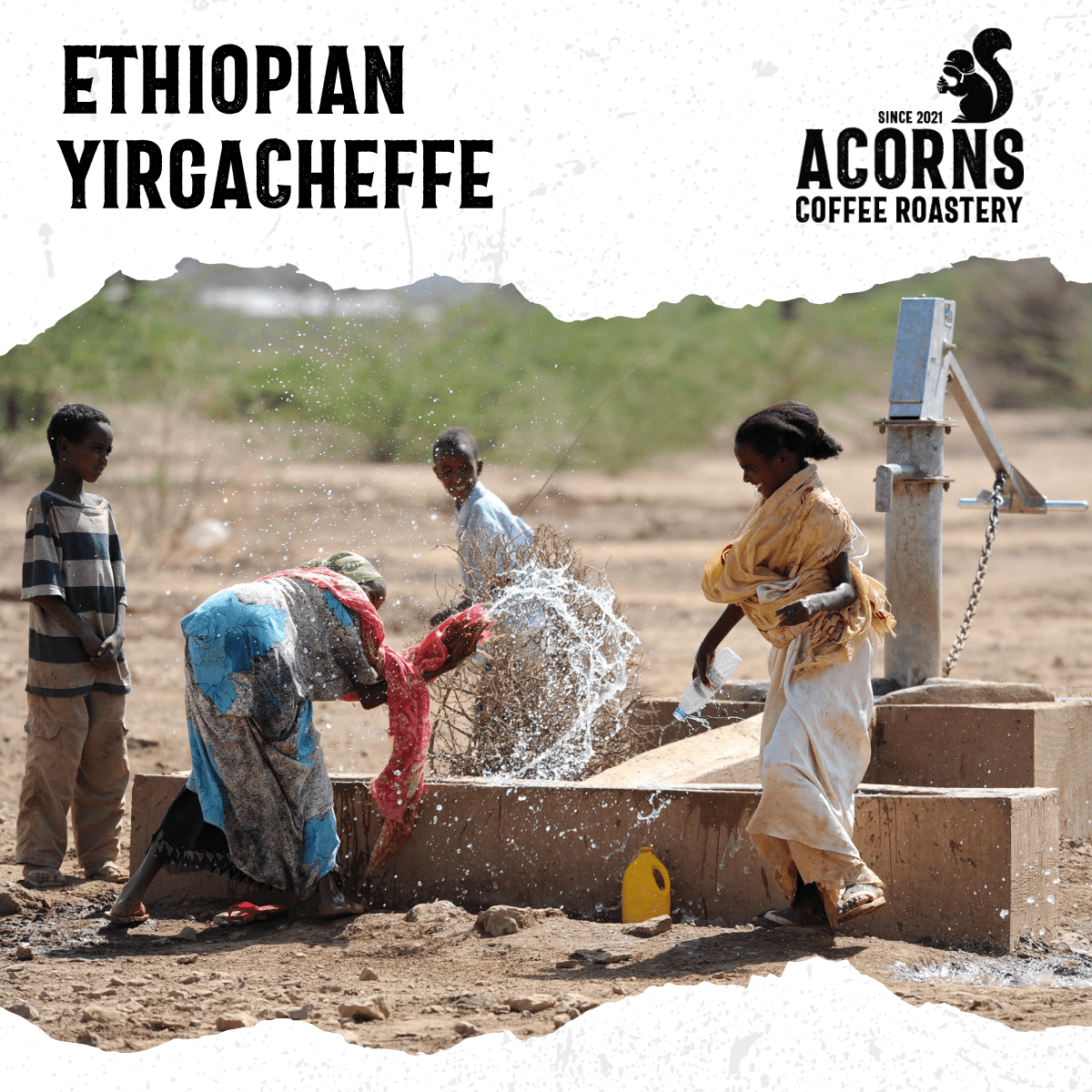 Ethiopian Yirgacheffe Medium Roast - mezetto Acorns Coffee & Cake Acorns Coffee & Cake