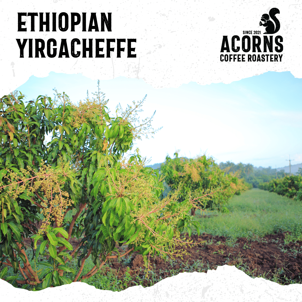 Ethiopian Yirgacheffe Medium Roast - mezetto Acorns Coffee & Cake Acorns Coffee & Cake