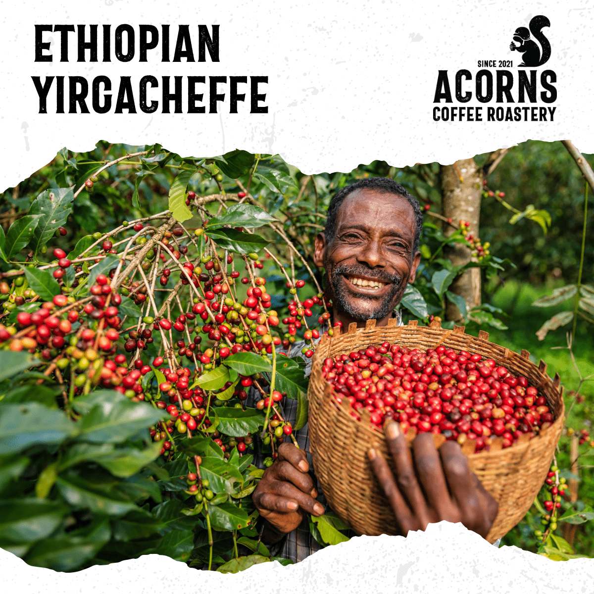 Ethiopian Yirgacheffe Medium Roast - mezetto Acorns Coffee & Cake Acorns Coffee & Cake