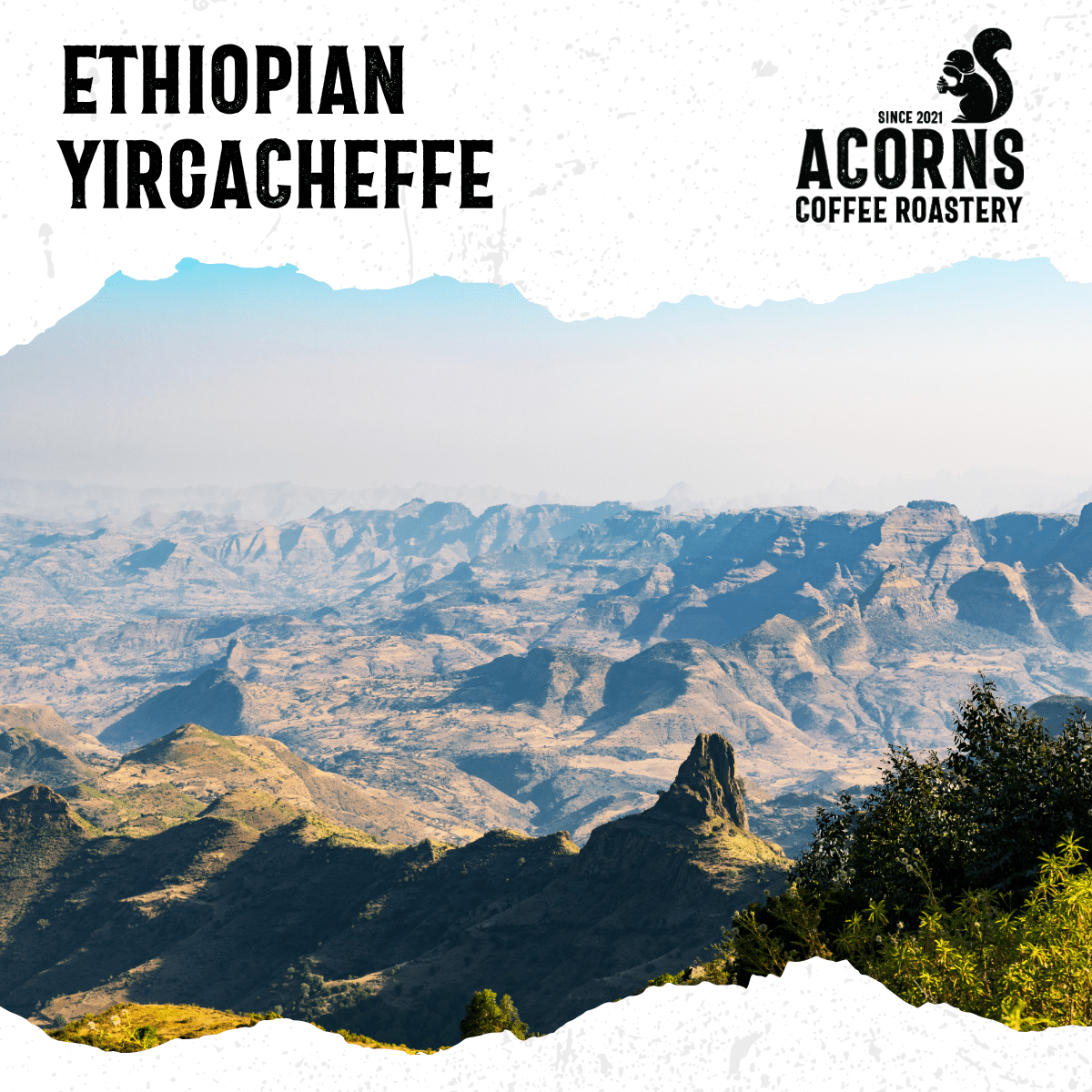 Ethiopian Yirgacheffe Medium Roast - mezetto Acorns Coffee & Cake Acorns Coffee & Cake