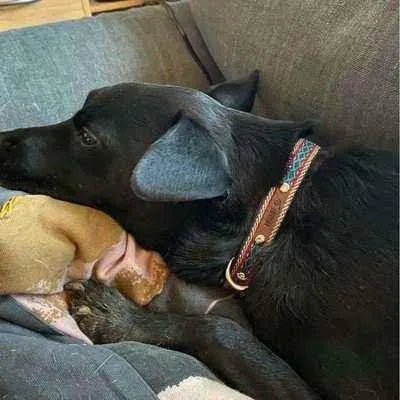 Finnigan's Durable Designer Dog Lead No.15m - mezetto