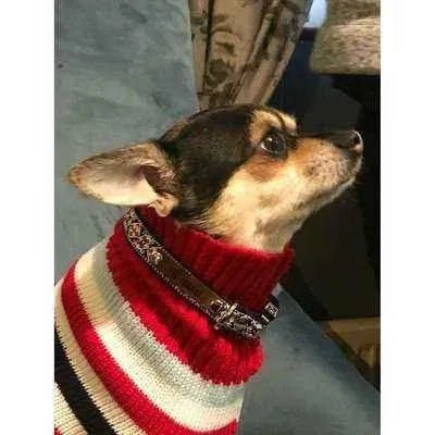 Finnigan's Enchanted Dog Lead-4