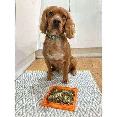 Finnigan's Enchanted Pup Elegance Collar Set-2