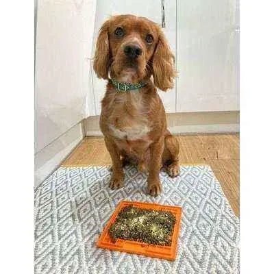 Finnigan's Enchanted Pup Elegance Collar Set - mezetto