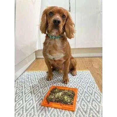 Finnigan's Enchanted Pup Elegance Collar Set-3