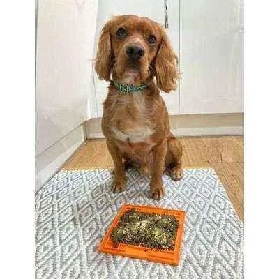 Finnigan's Enchanted Pup Elegance Collar Set - mezetto