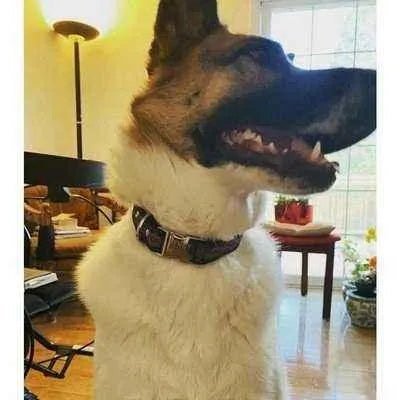 Finnigan's Fabulous Fido Fashion Lead - mezetto