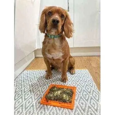 Finnigan's Luxury Cotton Collar & Lead Set - mezetto