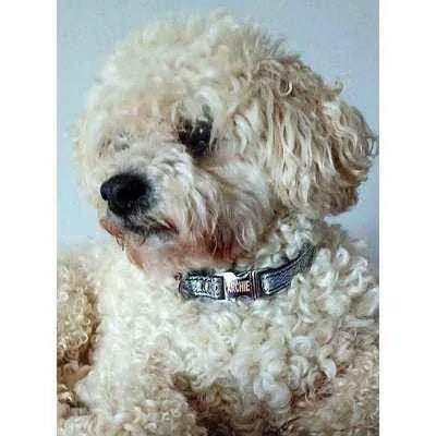 Finnigan's "The Archie" Whimsy & Strength Dog Lead - mezetto