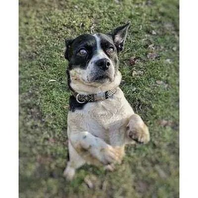 Finnigan's Wanderlust Whisker-Wearer Dog Collar 🐾-1