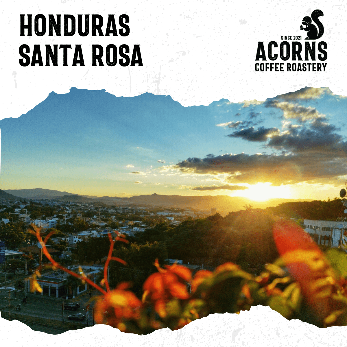 Honduras Santa Rosa Medium Roast - mezetto Acorns Coffee & Cake Acorns Coffee & Cake