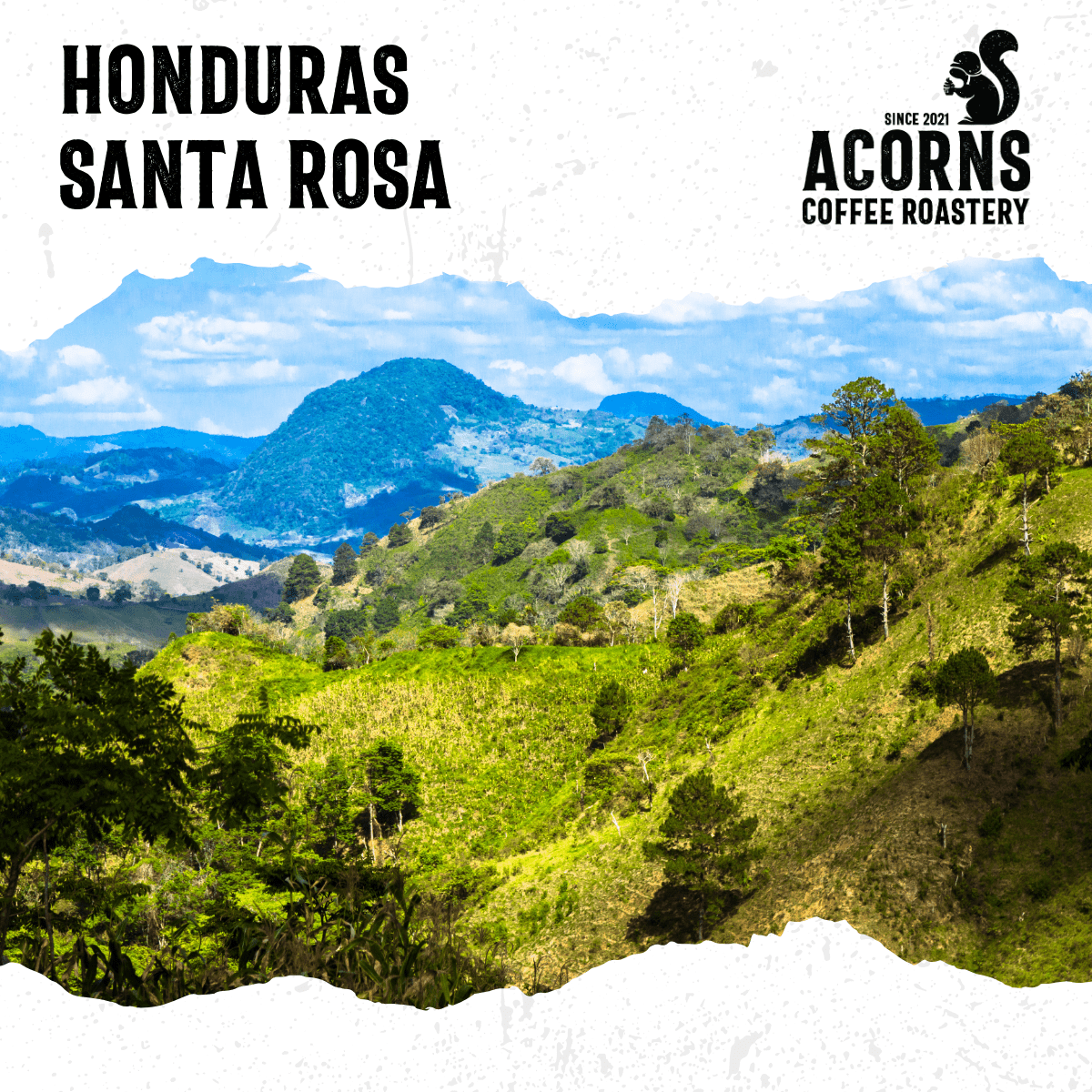 Honduras Santa Rosa Medium Roast - mezetto Acorns Coffee & Cake Acorns Coffee & Cake