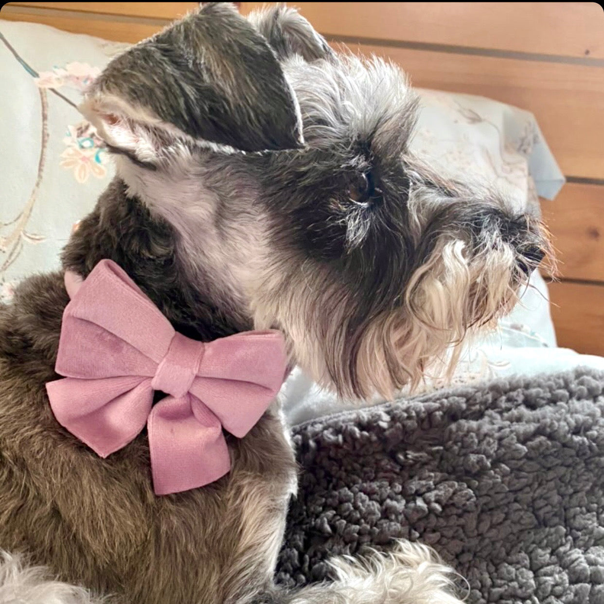 Lilac Dreams - Lilac Velvet Bow Tie