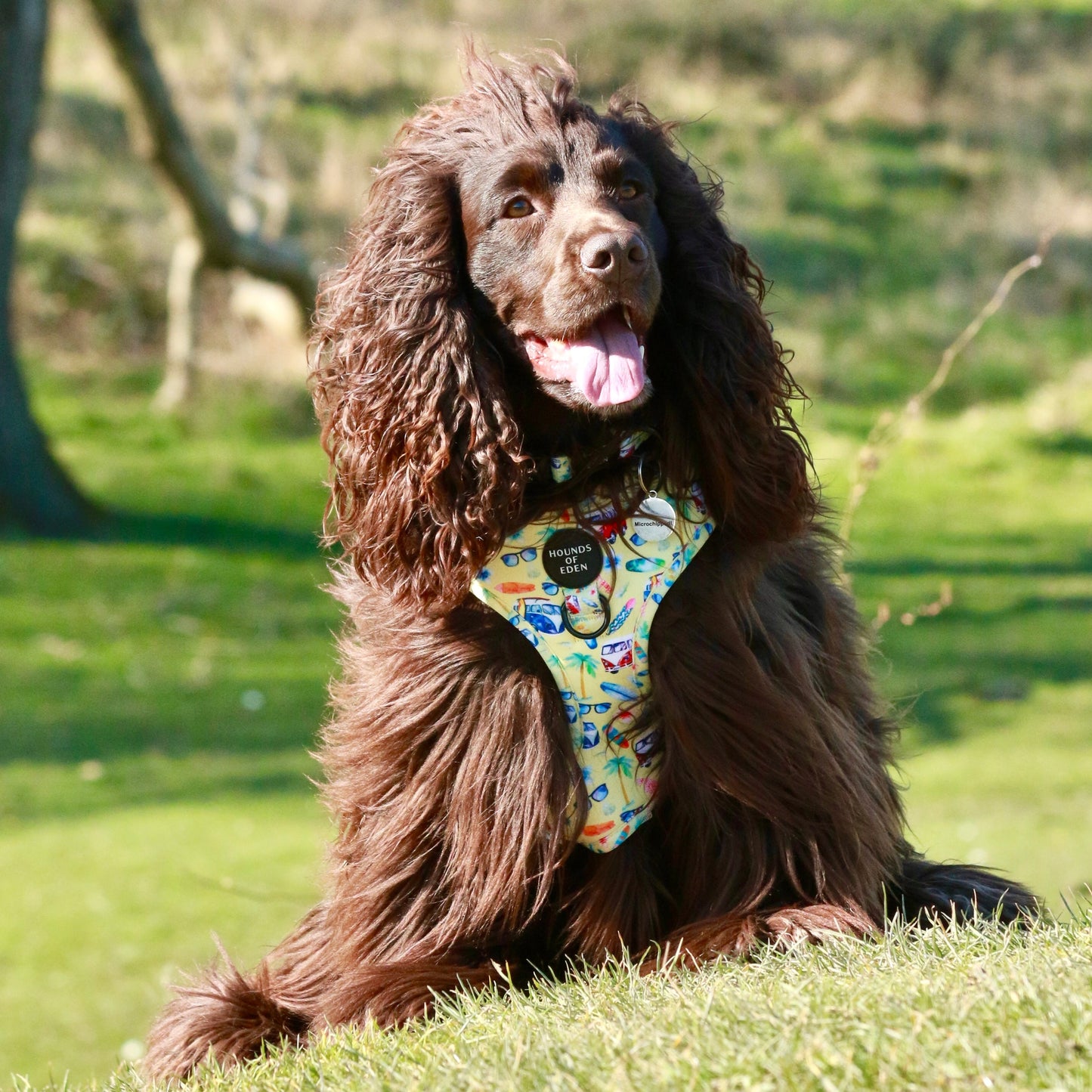Surf's Up! - Dog Collar