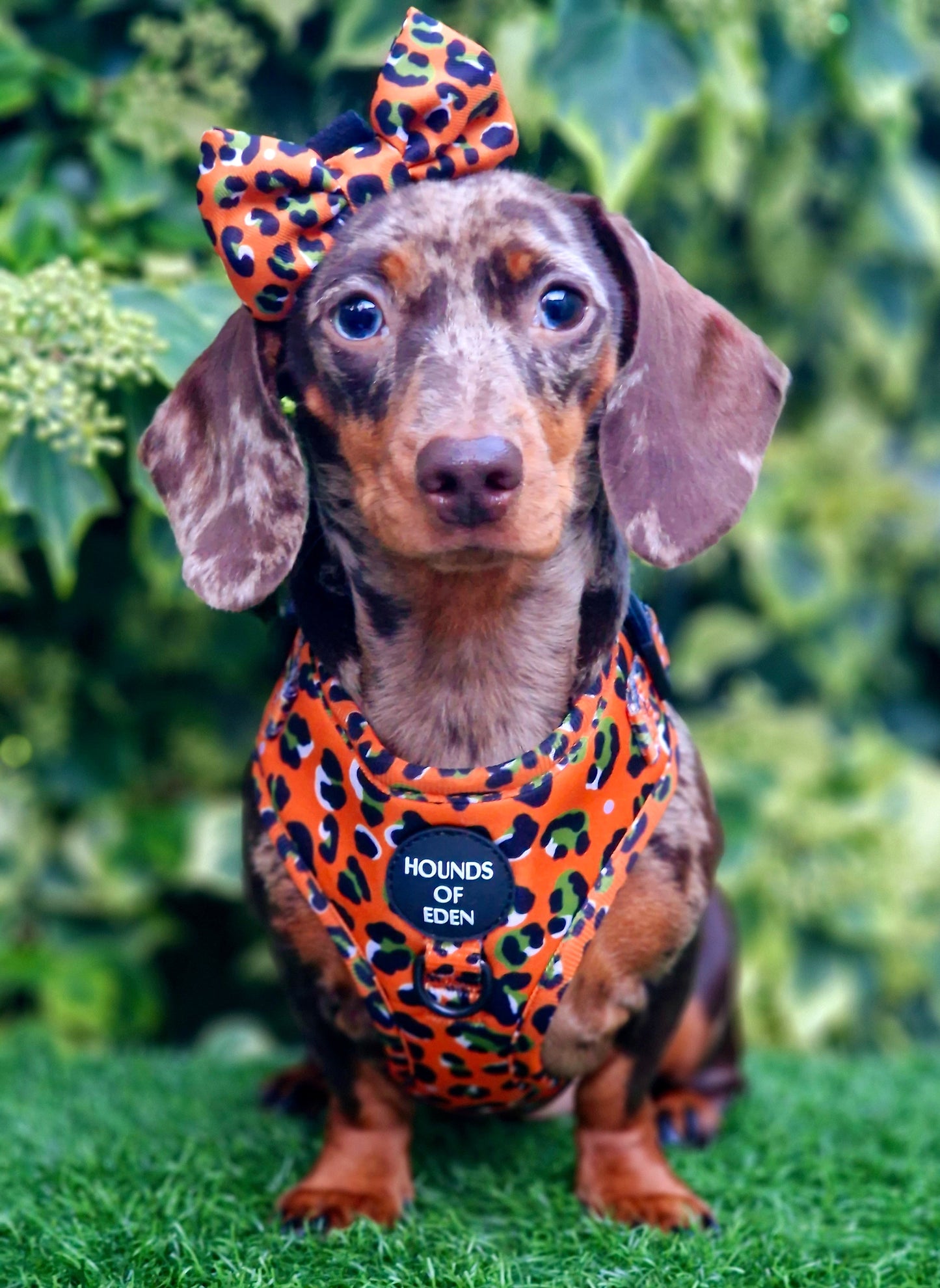 Orange Leopard Design Dog Bow Tie
