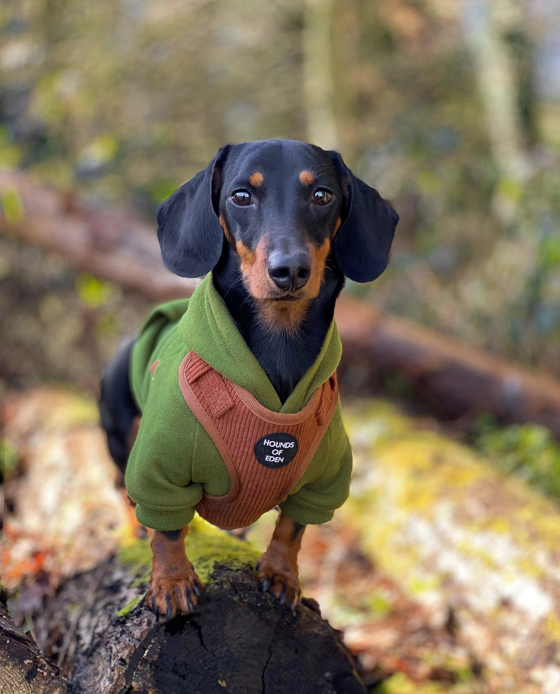 Choca Mocha - Brown Corduroy Harness