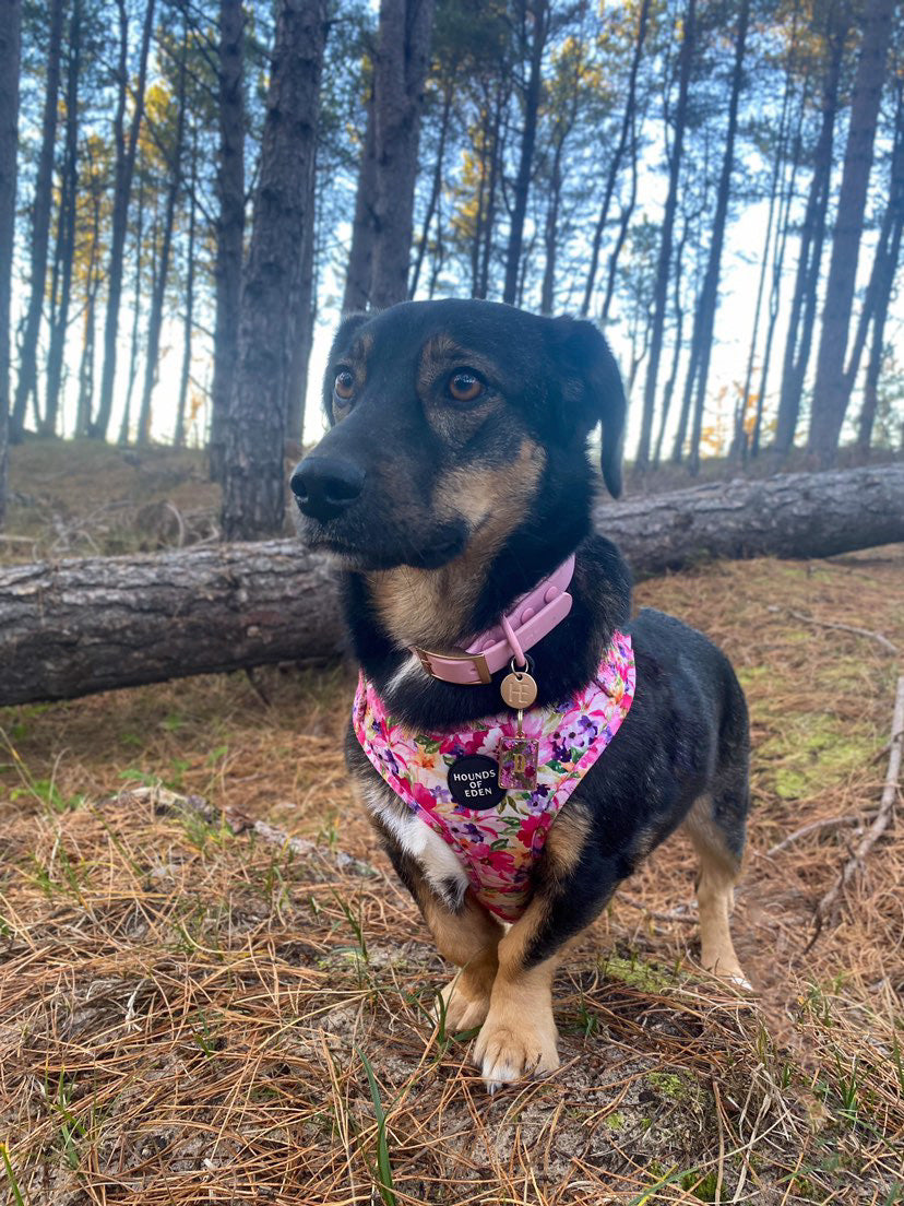 Candy floss Pink 'All Weather' Dog Collar