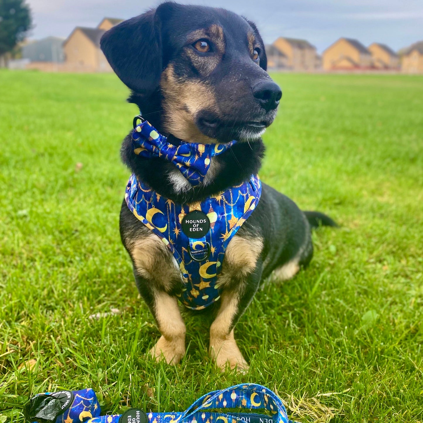 Arabian Nights - Blue and Gold Dog Harness