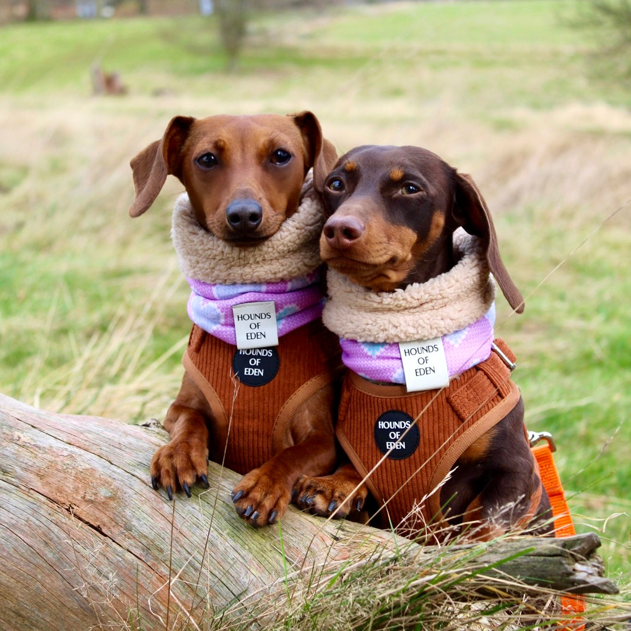 Choca Mocha - Brown Corduroy Harness