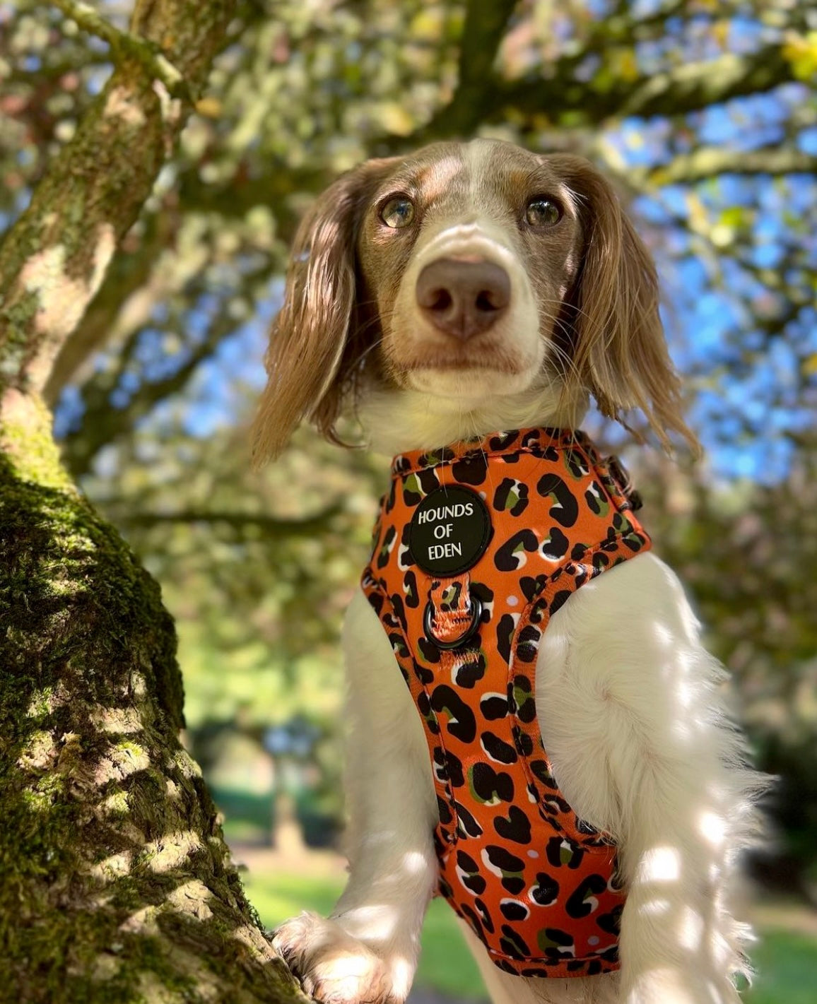 Orange Leopard Design Dog Bow Tie