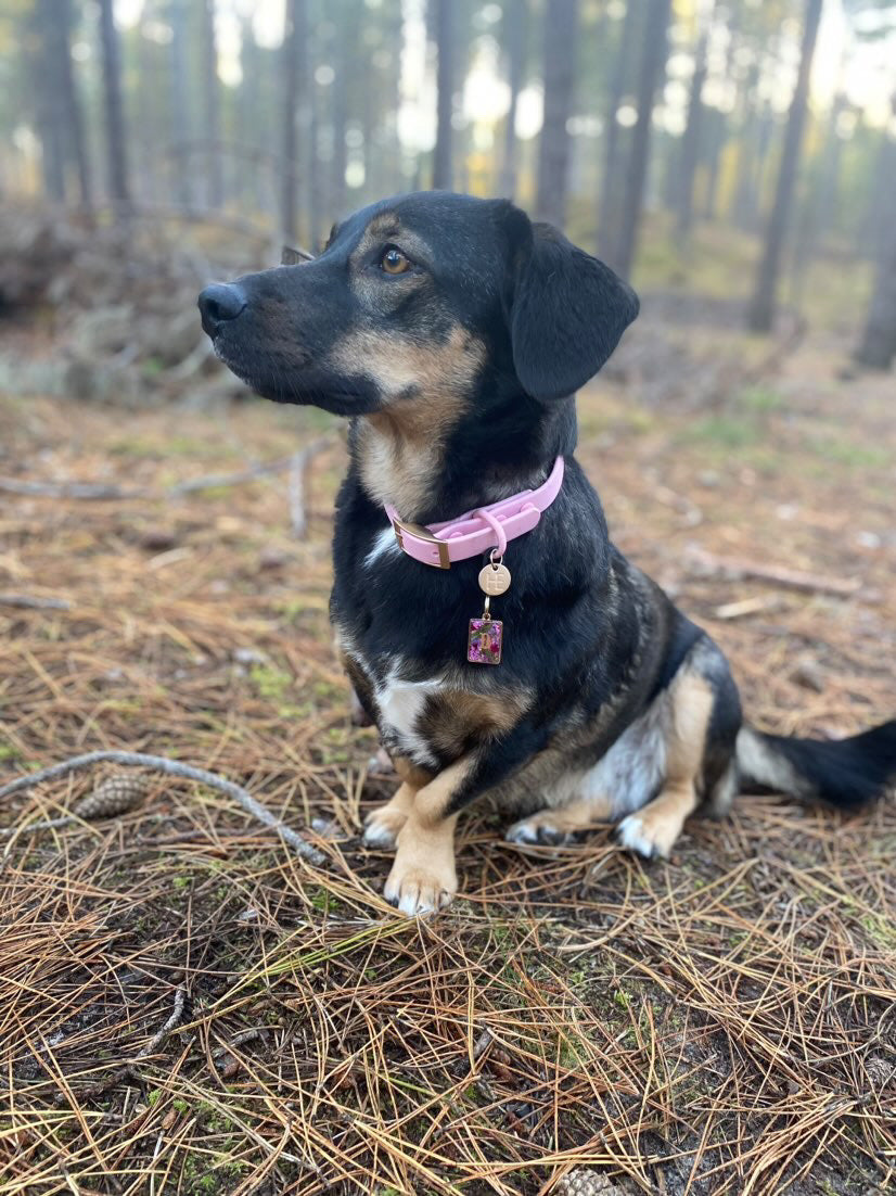 Candy floss Pink 'All Weather' Dog Collar