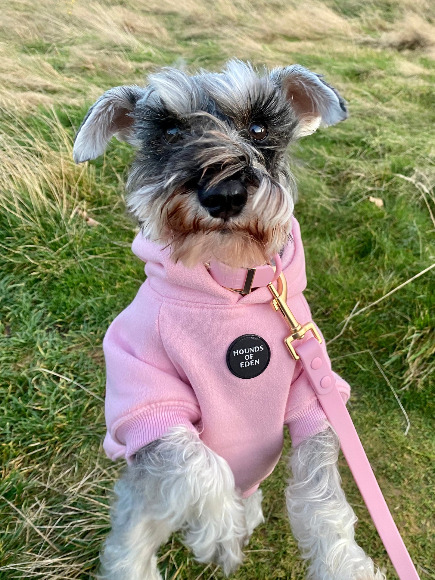 Dog Hoodie - Light Pink