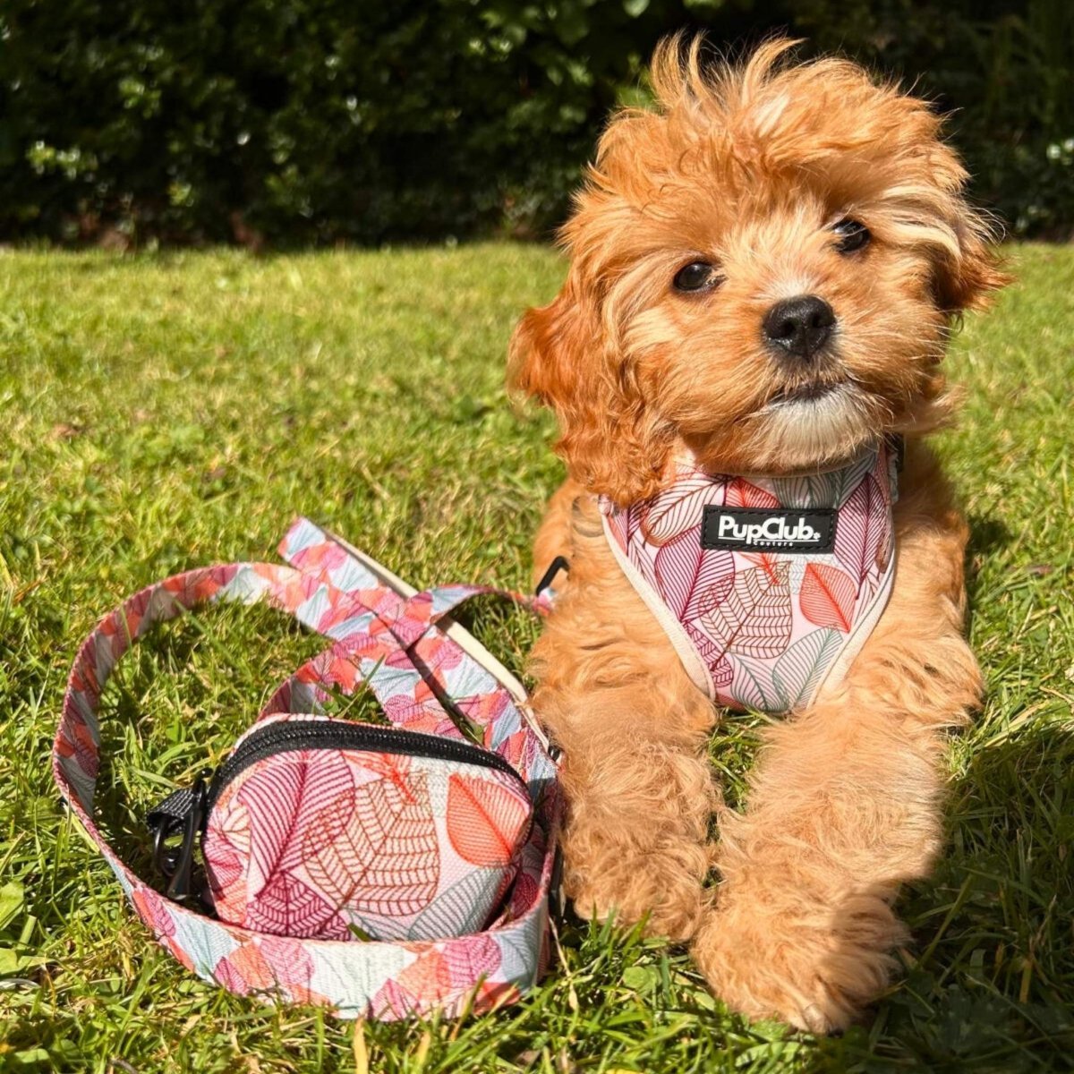 Lead - Autumn Breeze - mezetto PupClub Couture PupClub Couture