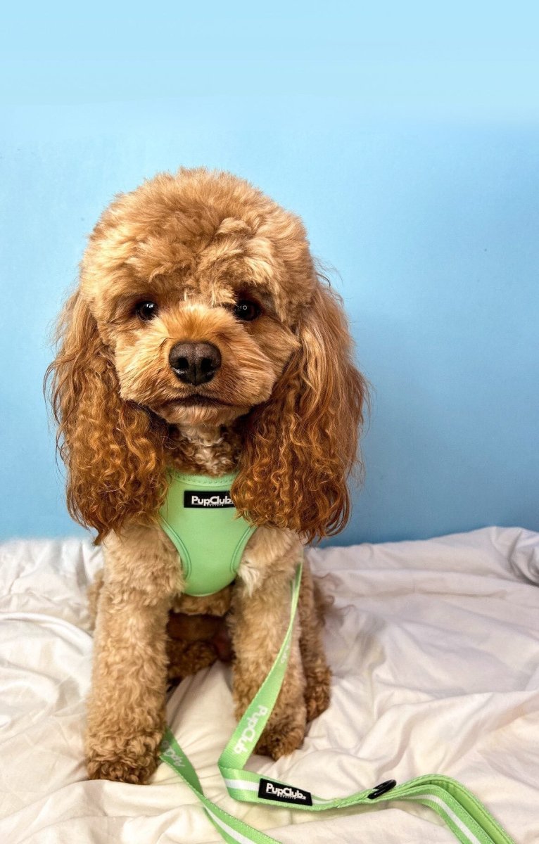 Lead - Pastel Green - mezetto PupClub Couture PupClub Couture