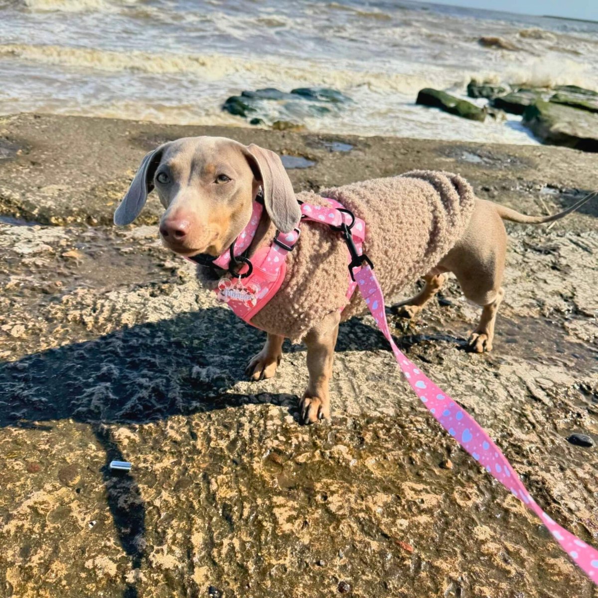 Lead - Peachy Hearts - mezetto PupClub Couture PupClub Couture