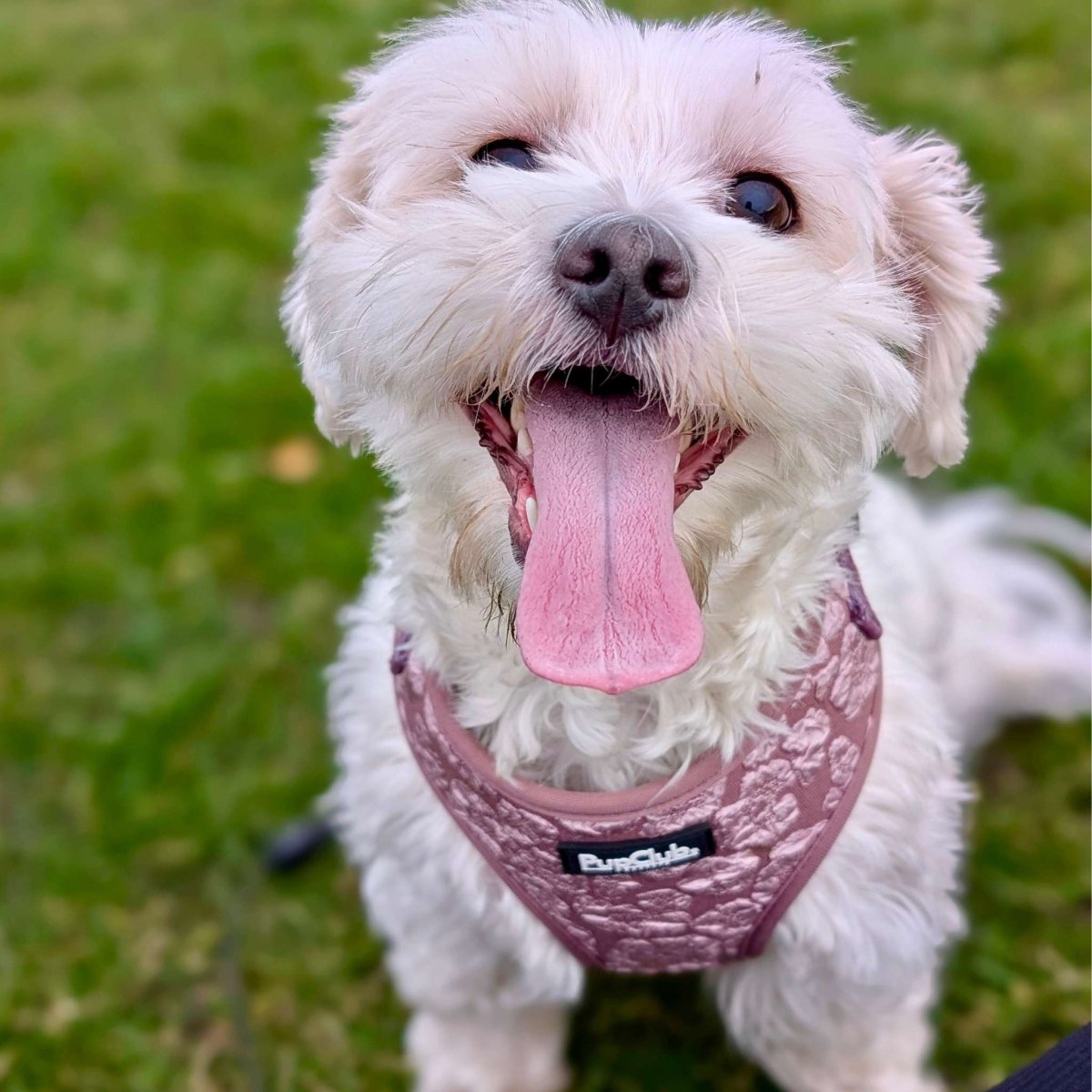 Luxe Adjustable Harness - Mocha Petals - mezetto PupClub Couture PupClub Couture