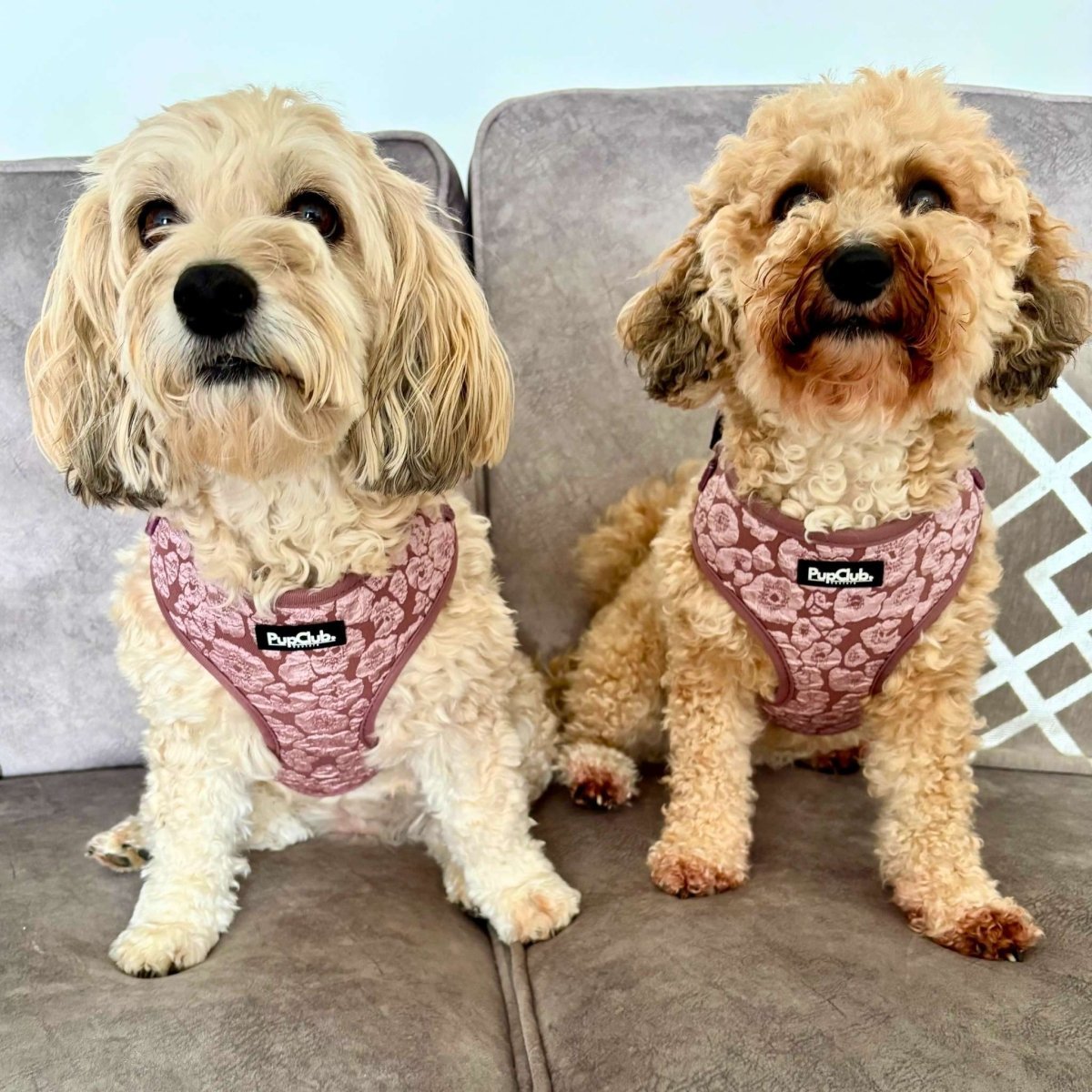 Luxe Adjustable Harness - Mocha Petals - mezetto PupClub Couture PupClub Couture